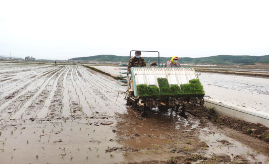 14 欧博ABG官网农业水稻插秧现场_副本.png